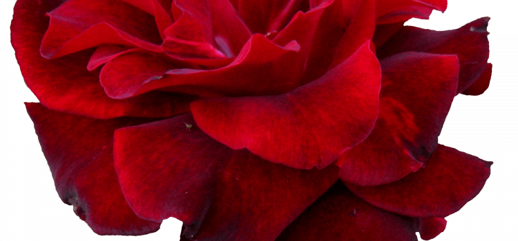 Une découverte magnifique