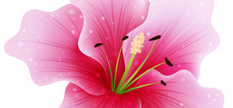 merci pour la féérie