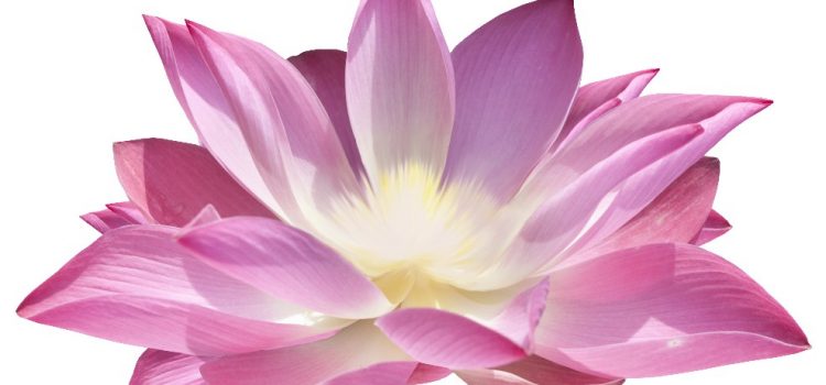 un petit coin de paradis