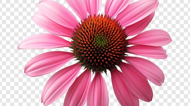 Chaque soirée chaman est un vrai moment de bien-être ! un vrai moment de bien-être