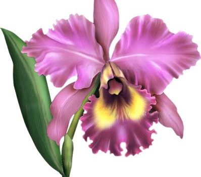 Festivie a permis à deux amies de retrouver